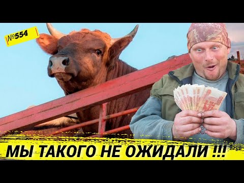 Видео: Сколько можно заработать на 11 быках. Сколько мы потратили, чтоб их вырастить. Жизнь а деревне.