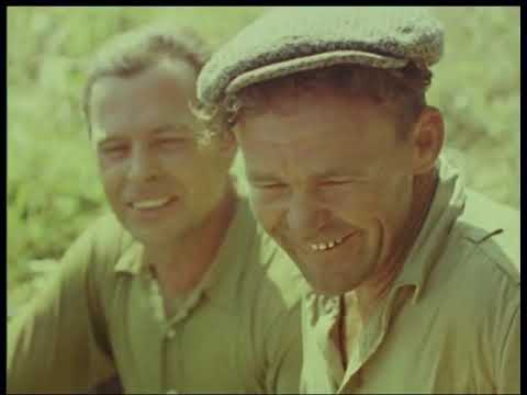 Видео: Кринки 1967 рік.