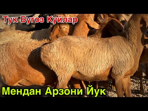 Видео: 4 Октябрь Тук Бугоз Куй Нархлари 2025. Мендан Арзони Йук! 