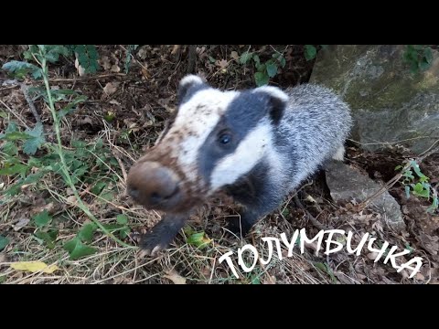 Видео: РАЗХОДКА С ТОЛУМБИЧКА Walk with a badger Meles meles #animals #badger #babyanimals