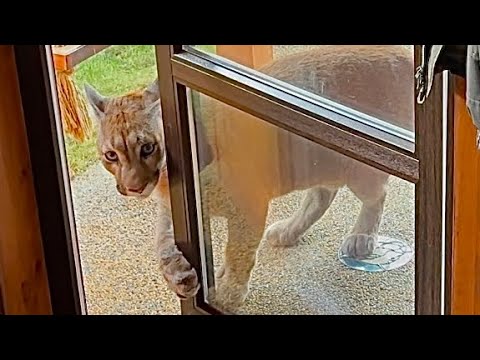 Видео: Месси гуляет под градом! Пума Месси умеет сам открывать двери!