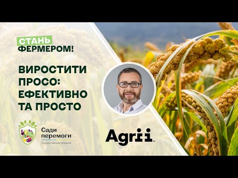 Видео: Виростити просо: ефективно та просто | Стань фермером