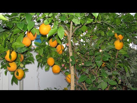 Видео: Как подкармливать комнатный лимон, апельсин