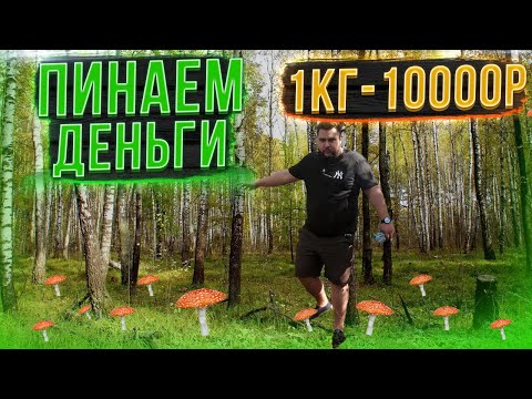 Видео: ЗАРАБОТОК НА МУХОМОРАХ/ДОХОД ДО 20000р В ДЕНЬ!
