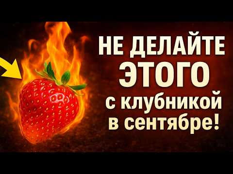 Видео: НЕ ДЕЛАЙТЕ ЭТОГО с клубникой в сентябре! 🚫 Эта подкормка СОЖЖЕТ все кусты до весны.