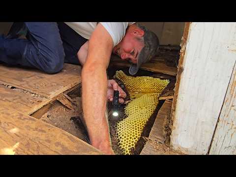 Видео: Мы обнаружили так много меда у них на полу и всего 200 пчел?!