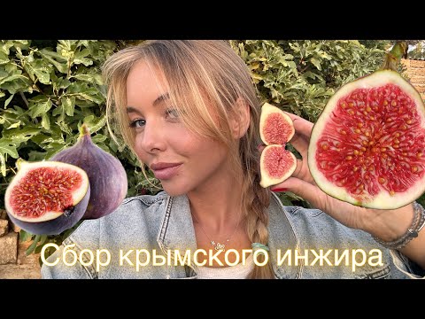 Видео: Собираем домашний урожай инжира с гигантского куста! 