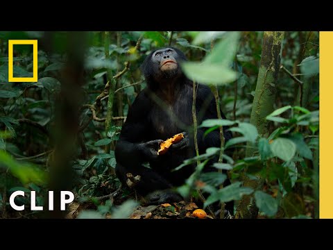 Видео: Бонобо охотятся на колобусов | Квинс | National Geographic