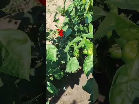 Видео: Обиколка на двора на село 