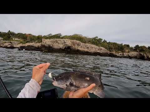 Видео: Ловля на джиг тога. СЕЙЧАС САМОЕ ВРЕМЯ ДЛЯ ТОГА!
