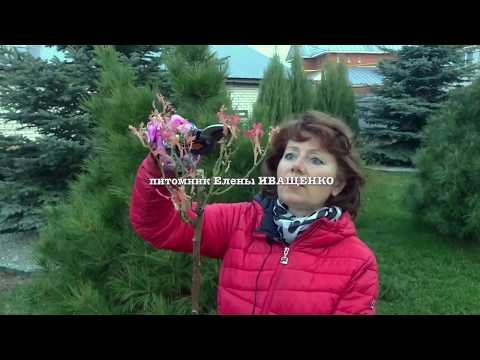 Видео: ПОСАДКА РОЗ на ШТАМБЕ / Елена Иващенко