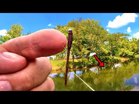 Видео: Если вы любите есть синежаберных окуней — простой способ поймать их в изобилии