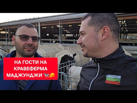 Видео: КАК СЕ ПРАВИ ИСТИНСКОТО СИРЕНЕ ПО СТАР БДС СТАНДАРТ⁉️🐄🇧🇬🥛