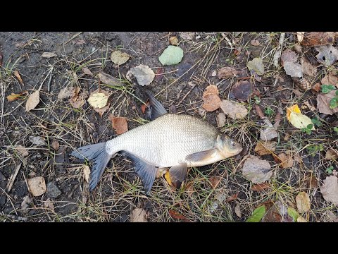 Видео: День ершей, подлещик на фидер