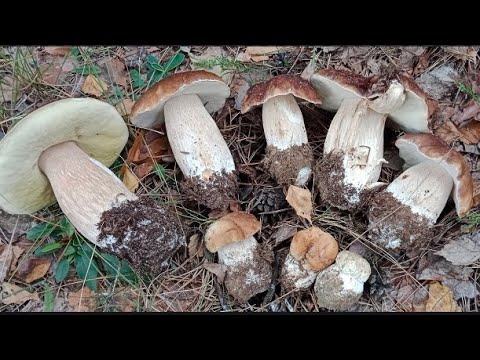Видео: Боровики потрясающей красоты! Крепкие, толстоногие, так и просятся в корзинку.