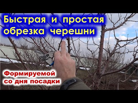 Видео: Быстрая и ПРОСТАЯ ОБРЕЗКА ЧЕРЕШНИ весной, если дерево обрезается летом