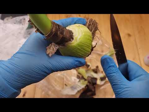 Видео: еще гнилушку нашла