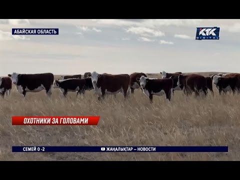 Видео: Абайские животноводы в постоянном стрессе из-за скотокрадов