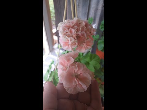 Видео: формирование пеларгонии