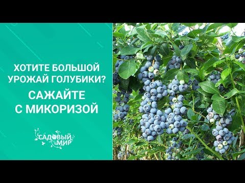 Видео: Хотите большой урожай голубики? Сажайте с микоризой. Как действует микориза на растения. Правила.
