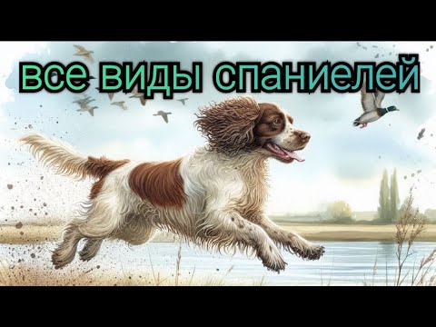 Видео: все виды спаниелей