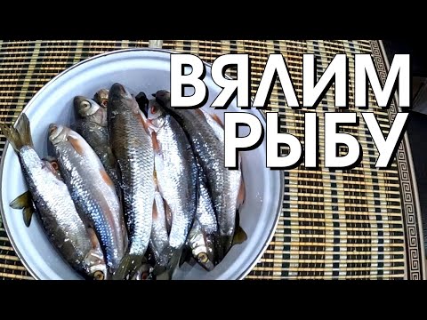 Видео: Вяленый елец. Быстро, просто и доступно. Мормышинг 