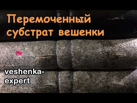 Видео: Переувлажнение субстрата вешенки. Как понять, что субстрат перемочен и что делать?