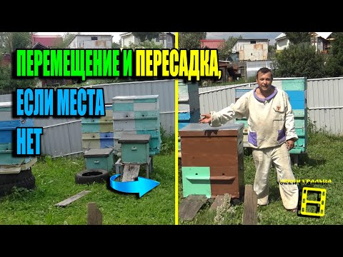 Видео: ЧТО ДЕЛАТЬ, ОТВОДКИ ЗАЛИЛИСЬ МЕДОМ? КАК ПЕРЕМЕСТИТЬ УЛЬИ НА ПАСЕКЕ? ДЛЯ НАЧИНАЮЩИХ ПЧЕЛОВОДОВ 22-32