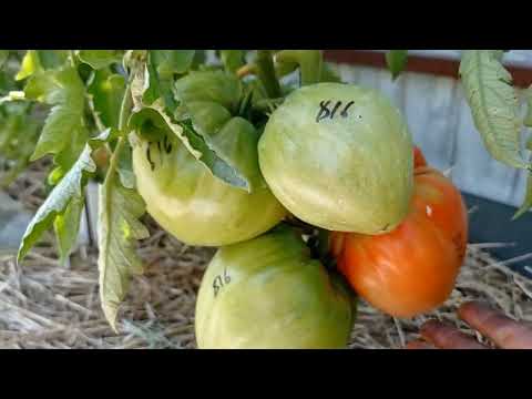 Видео: Лучшие семейные сорта томатов   С любовью из поколения в поколение  1 часть