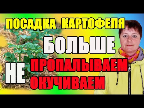 Видео: 1.Как сделать землю плодородной  и мягкой. 2. Больше не окучиваем и не пропалываем картофель .