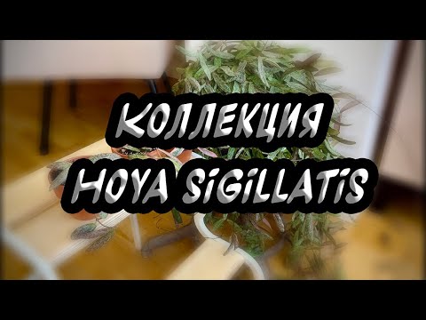 Видео: Коллекция hoya Sigillatis