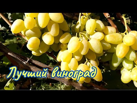 Видео: Лучший виноград для рынка и для себя.