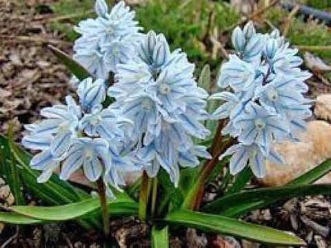 Видео: Пушкиния цветок– посадка и уход в открытом грунте