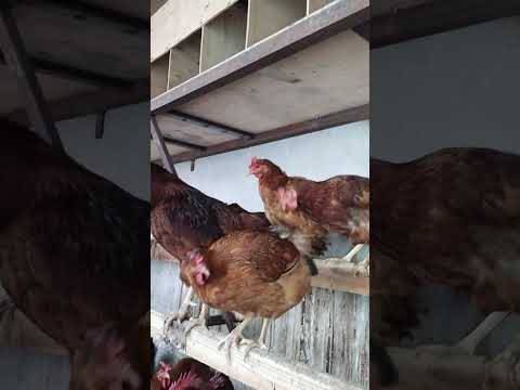 Видео: Мугхои Ломан браун фуруши 901 00 00 87