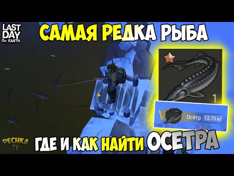 Видео: БИТВА ПРОТИВ ОСЕТРА! САМАЯ РЕДКАЯ РЫБА! ГДЕ И КАК СЛОВИТЬ ОСЕТРА?! - Last Day on Earth: Survival