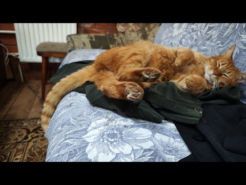 Видео: не ругайся соседом обрезай яблони вот так