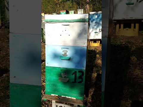 Видео: Який вулик  найкращий?