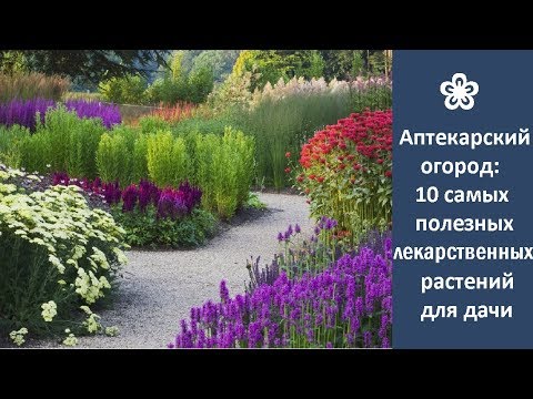 Видео: ❀ Аптекарский огород: 10 самых полезных лекарственных растений для дачи