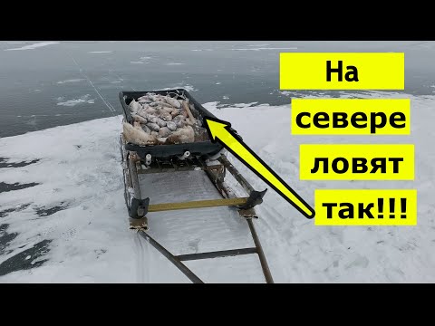 Видео: Это не озеро а золотая жила!