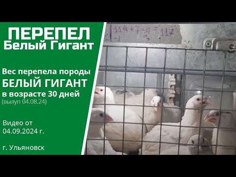 Видео: 5 сентября 2024 г.