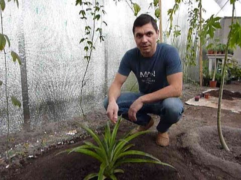 Видео: Ананас. Пересадка ананаса в грунт в теплицу. Грунт для Ананаса