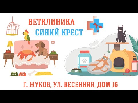 Видео: Ветклиника Синий Крест
