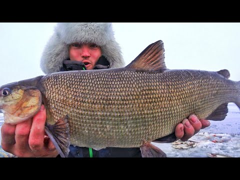 Видео: СЧАСТЛИВЫЕ ЛЮДИ ТУНДРЫ! ОДНИ В АРКТИКЕ НА РЫБАЛКЕ!  ЗАПОЛЯРЬЕ Ч.6