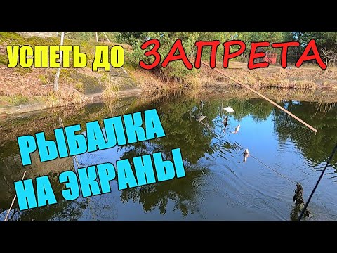 Видео: Забрался В Дикие Места И Давай Таскать. Рыбалка На Экраны-Телевизоры.