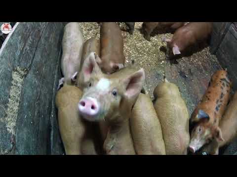 Видео: 373 🐽Отлучка поросят 🐖🐖🐖вес месячного поросёнка🐽
