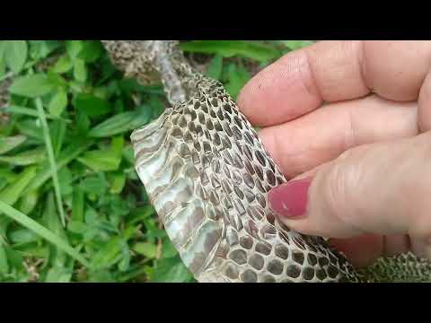 Видео: Наша соседка каймановая черепаха.Our neighbor is a snapping turtle.