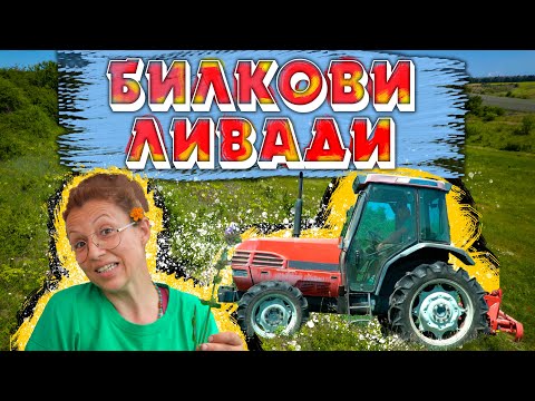 Видео: На лов за ДИВА МАЩЕРКА | Косене на БИЛКОВИ ЛИВАДИ | Бали сено | Цветомир и Поли | Ферма Монсър
