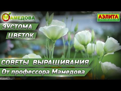 Видео: Эустома Цветок. Советы выращивания от профессора Мамедова