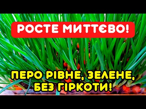 Видео: Підказала свекруха 3 ХИТРОЩІ! Що любить цибуля на підвіконні: взимку росте рівна, соковита, смачна