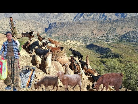 Видео: 🐑 Иранская кочевая жизнь: пастухи и овцы пасут стадо на каменистой горной тропе ⛰️